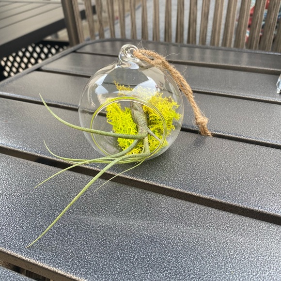 2 LEFT: Terrarium - Picture 2 of 7